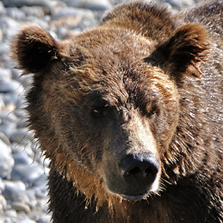 Bute Inlet - Brown bear